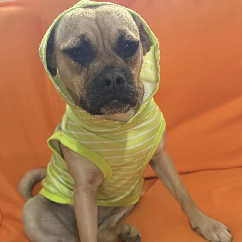 Marmaduke thumbnail 5