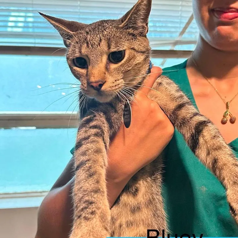 An adult large-sized male Torbie Domestic Short Hair cat named Bluey for adoption in Tampa, FL