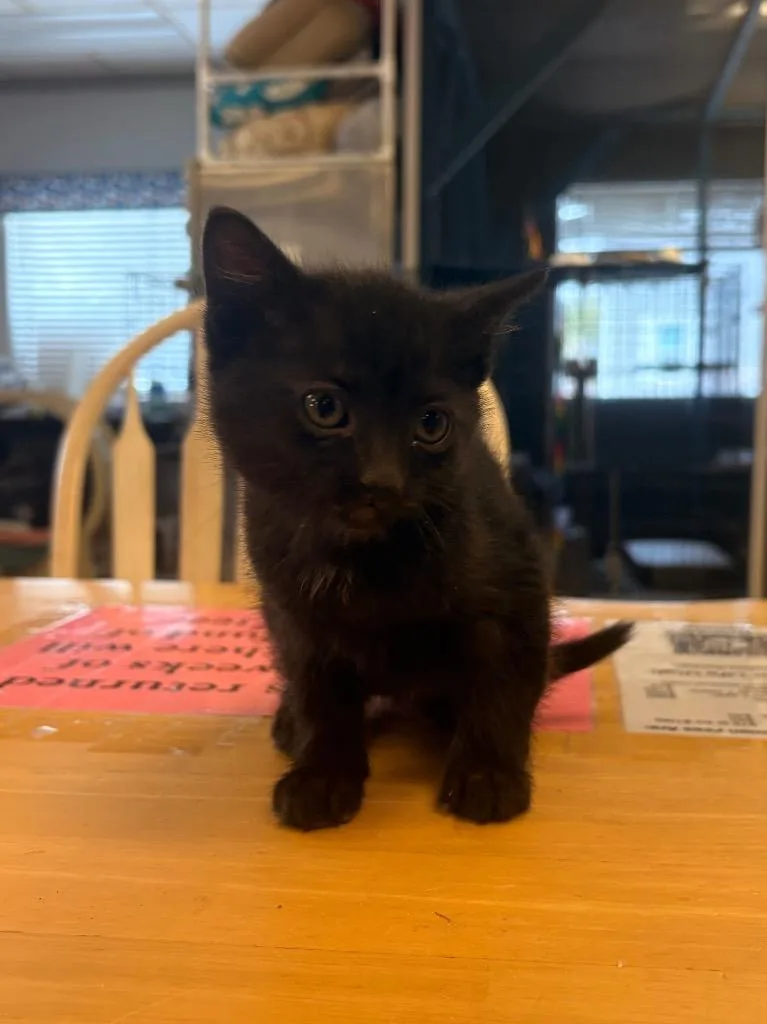 A baby medium-sized female Domestic Short Hair cat named Rylee for adoption in Heber City, UT