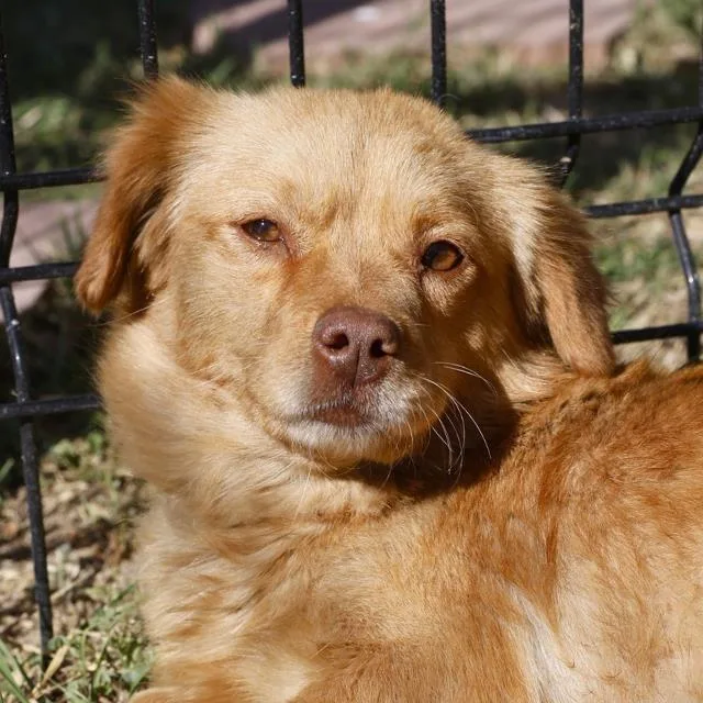 An adult small-sized female Golden Terrier dog named Valencia for adoption in San Antonio, TX