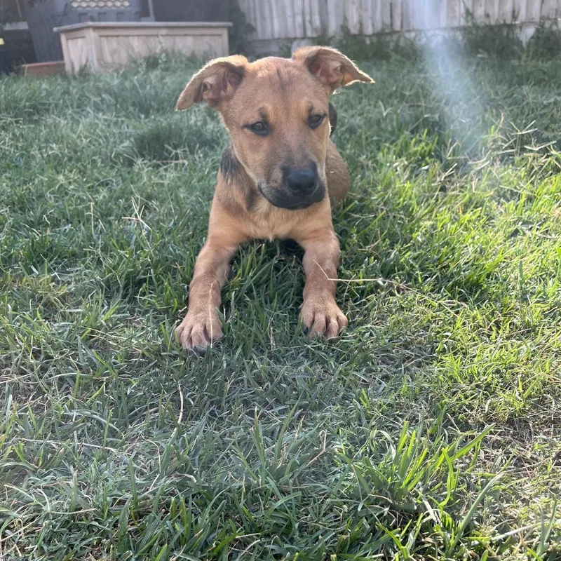 A baby small-sized female Brown / Chocolate Shepherd dog named Chai for adoption in Amarillo, TX