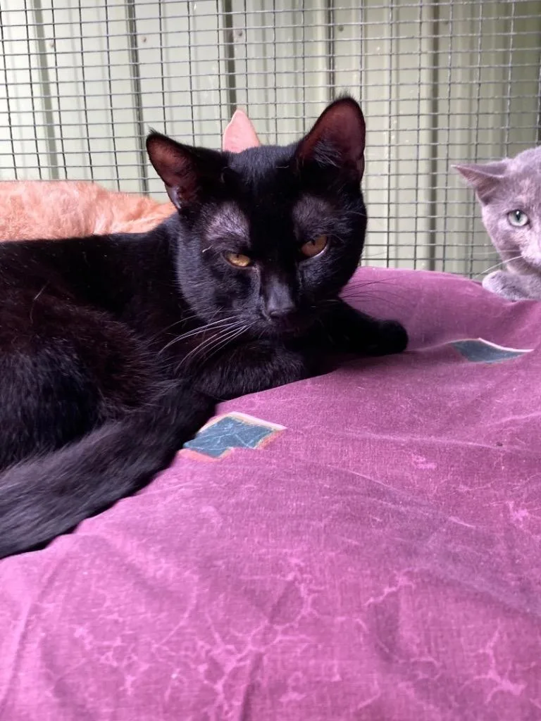 An adult medium-sized female Domestic Short Hair cat named Viv for adoption in Pottsville, PA