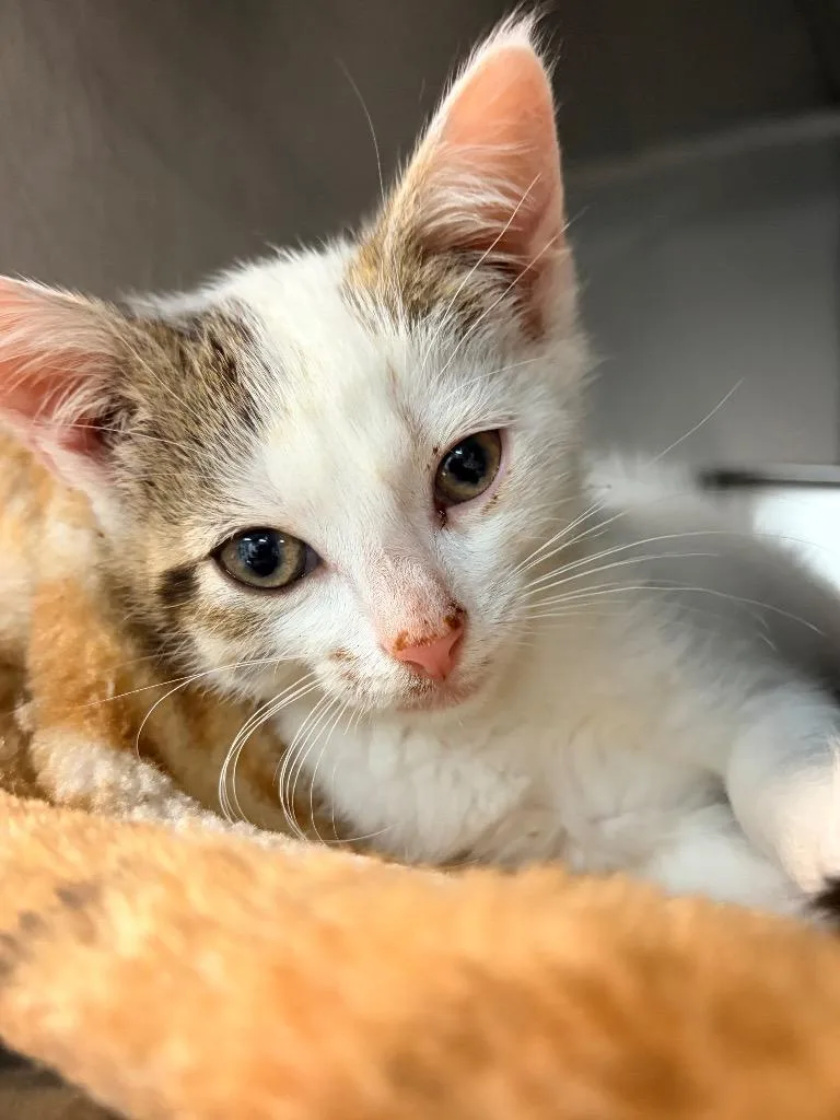 A baby medium-sized male Domestic Short Hair cat named Felix for adoption in Huntington, IN