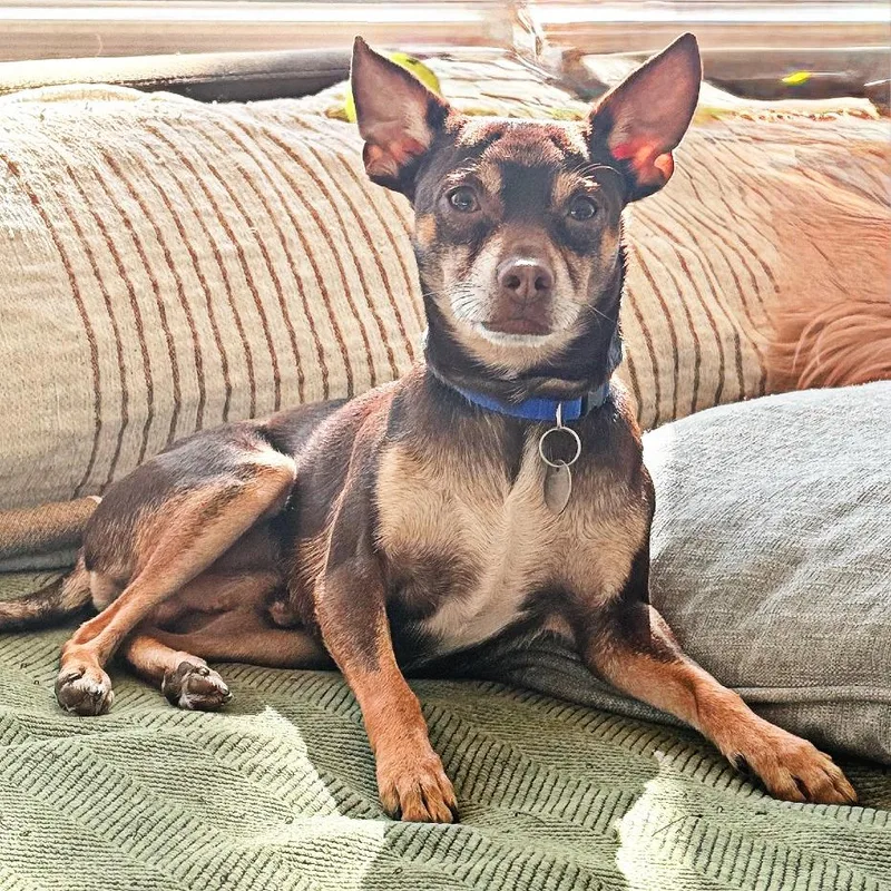 An adult small-sized male Brown / Chocolate Miniature Pinscher dog named Trooper for adoption in Flower Mound, TX