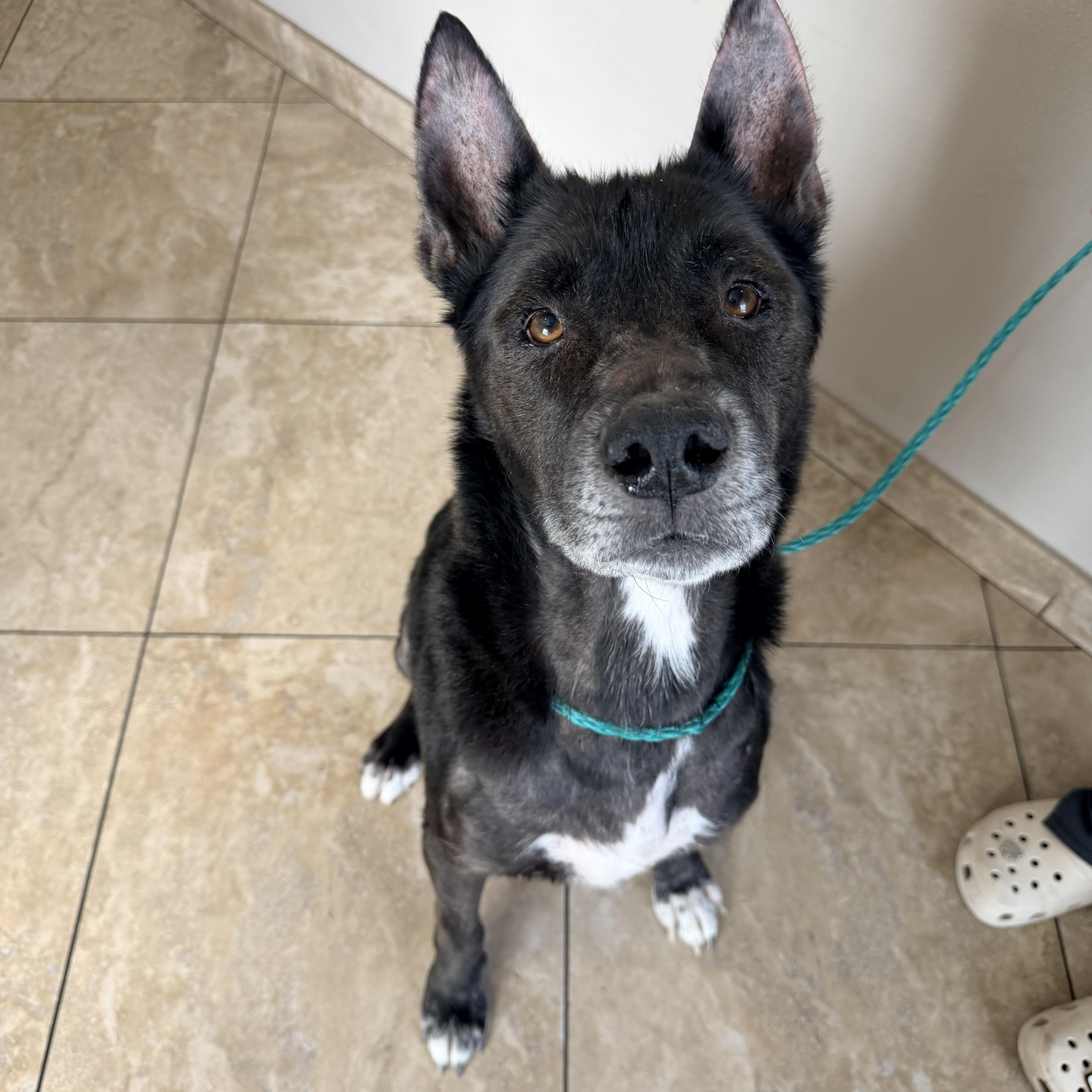 A senior medium-sized male Shepherd dog named Shadow for adoption in Henderson, NV