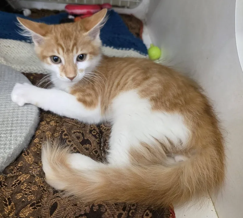 Benji