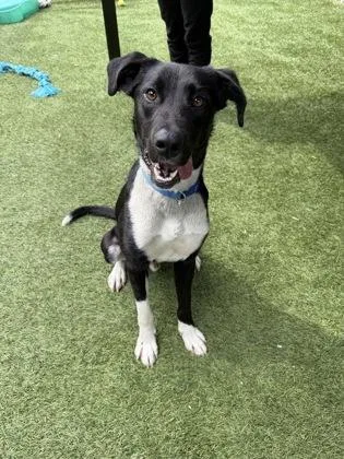 An adult large-sized male Mixed Breed dog named Rutter for adoption in West Chester, PA
