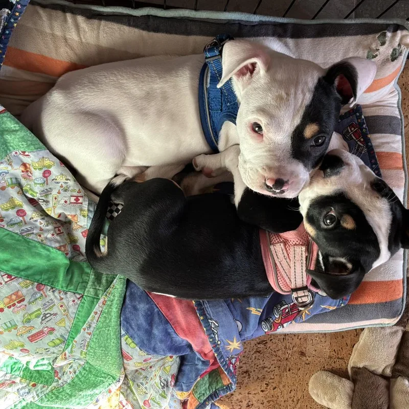 A baby medium-sized female White / Cream American Bulldog dog named Waffles for adoption in Bellingham, WA