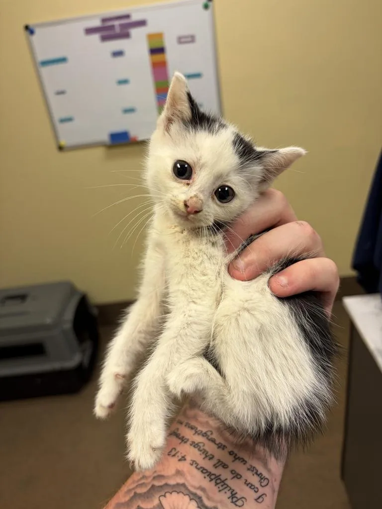 A baby medium-sized female Domestic Short Hair cat named Pink Floyd for adoption in Florence, SC