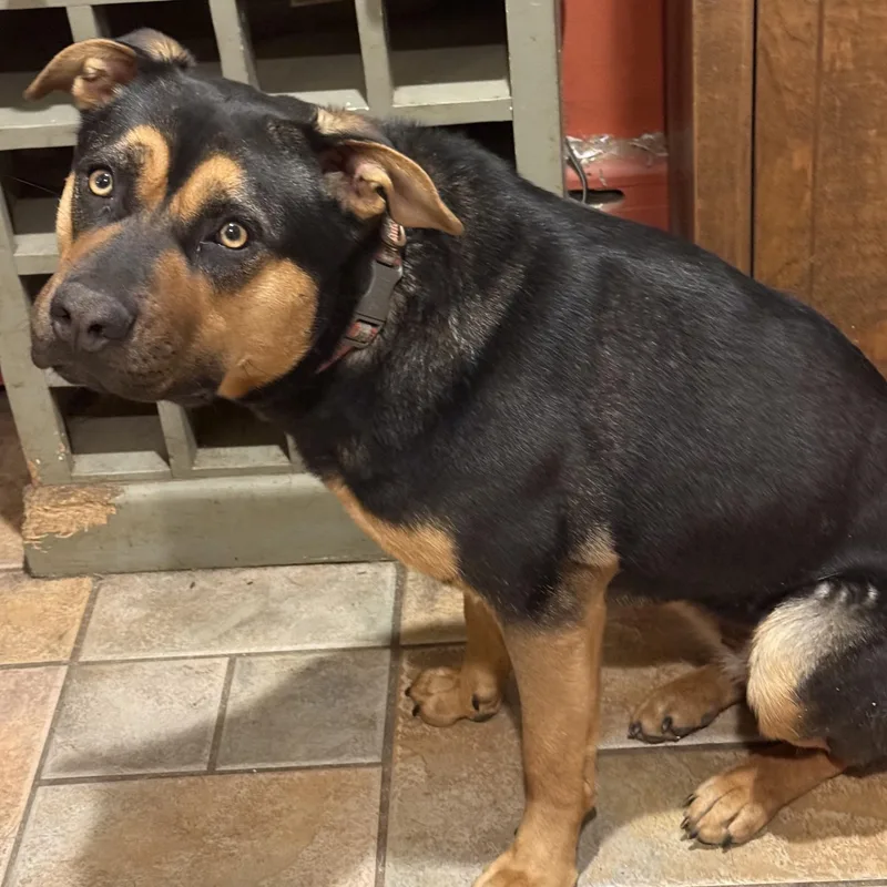 A young medium-sized female German Shepherd Dog dog named Bella for adoption in Danbury, CT