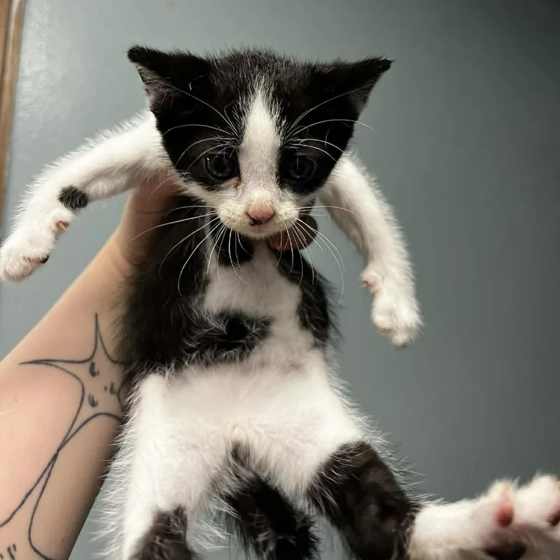 A baby small-sized male Black Domestic Short Hair cat named Gail for adoption in Edwardsville, IL