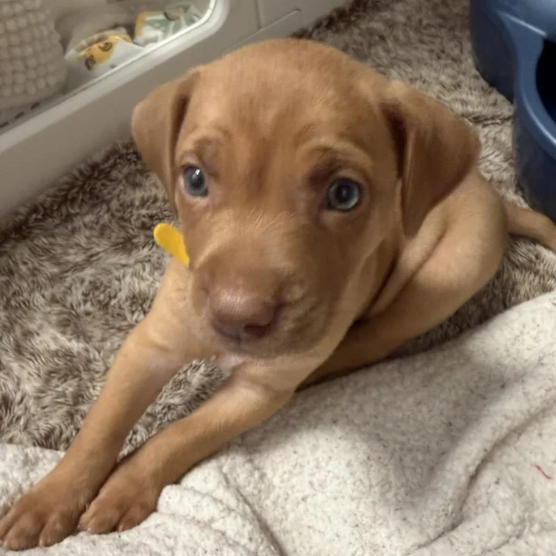 A baby small-sized male Yellow / Tan / Blond / Fawn Mixed Breed dog named Anthony for adoption in Jupiter, FL
