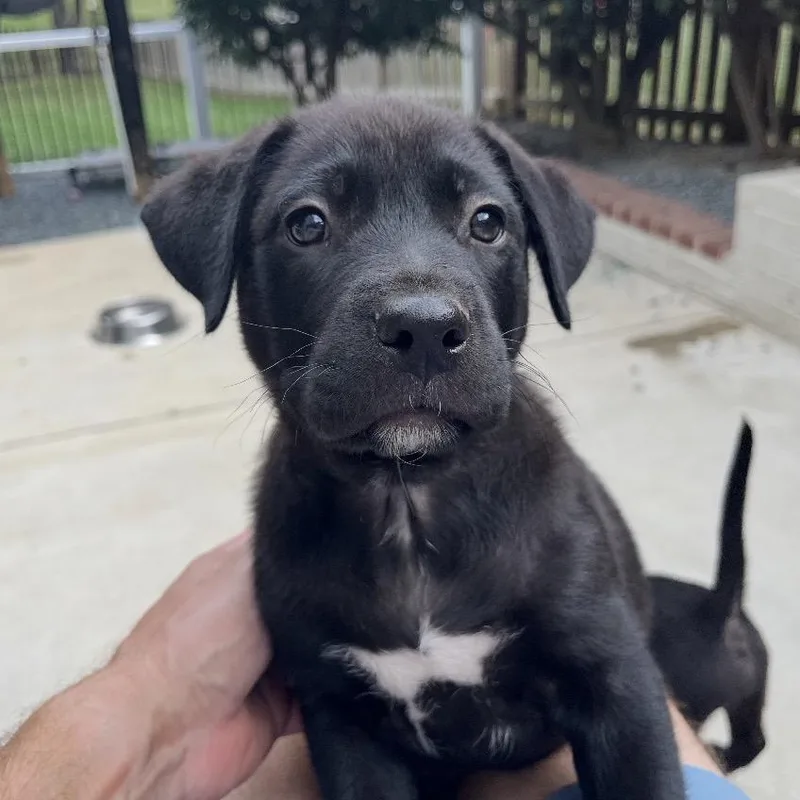A baby medium-sized male Black Mixed Breed dog named Vagabond for adoption in Fredericksburg, VA