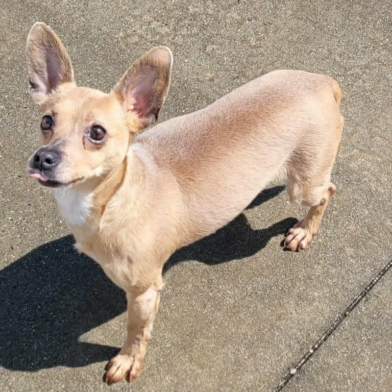 Dawn! Cute Chi Girl! thumbnail 2