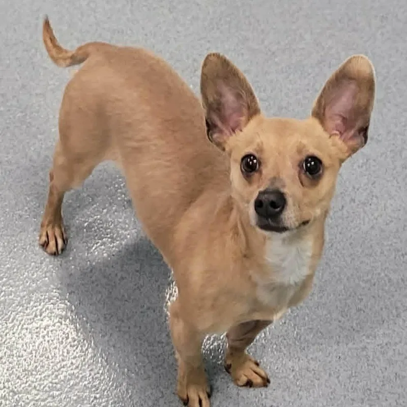 An adult small-sized female Yellow / Tan / Blond / Fawn Chihuahua dog named Dawn! Cute Chi Girl! for adoption in Meriden, CT