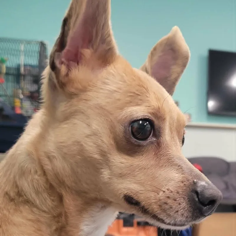 Dawn! Cute Chi Girl! thumbnail 5