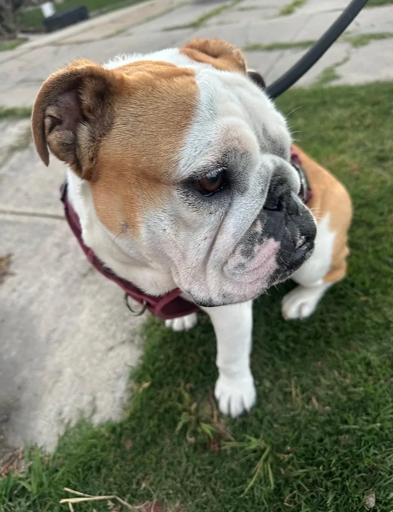 An adult medium-sized female Bicolor English Bulldog dog named Mochi for adoption in San Diego, CA