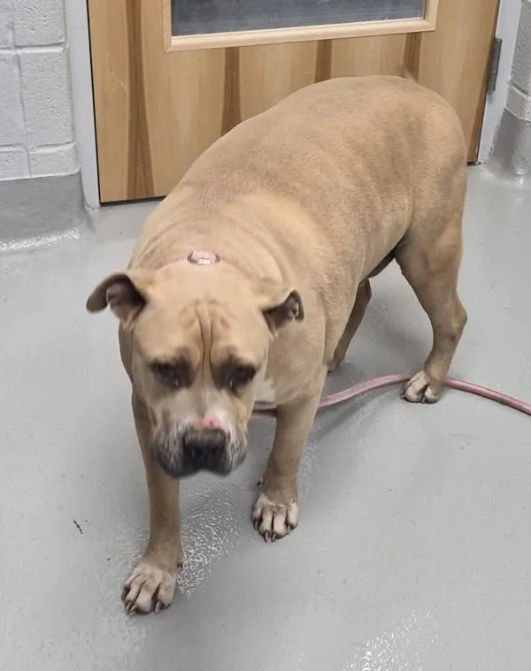 An adult large-sized male Pit Bull Terrier dog named Ic for adoption in Lawrenceville, GA