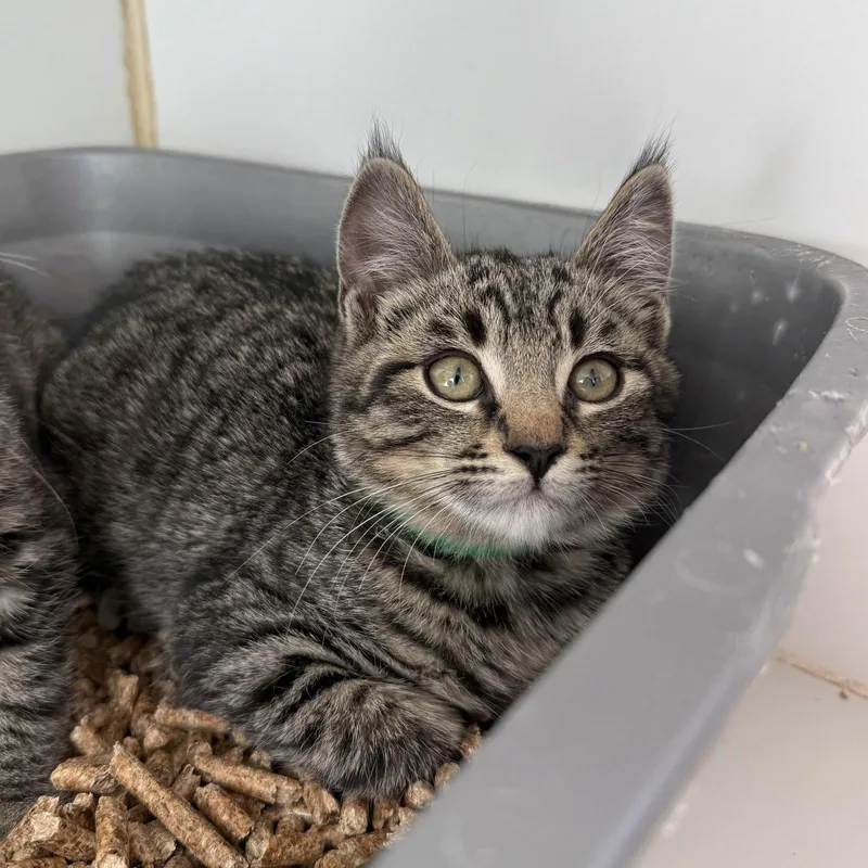 A baby small-sized male Brown / Chocolate Domestic Short Hair cat named Pico for adoption in Oakland, CA