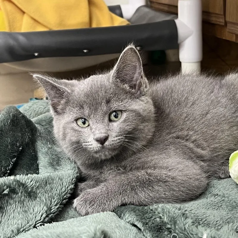 A baby small-sized male Gray / Blue / Silver Domestic Short Hair cat named Frank for adoption in Delaware, OH