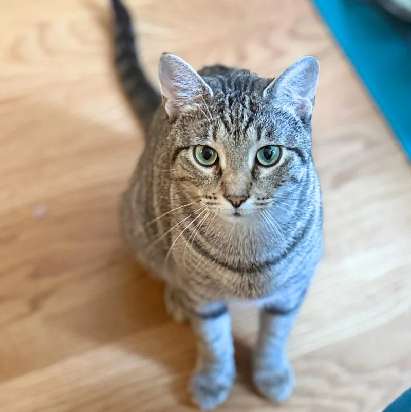 An adult medium-sized female Domestic Short Hair cat named Wonder for adoption in Brooklyn, NY
