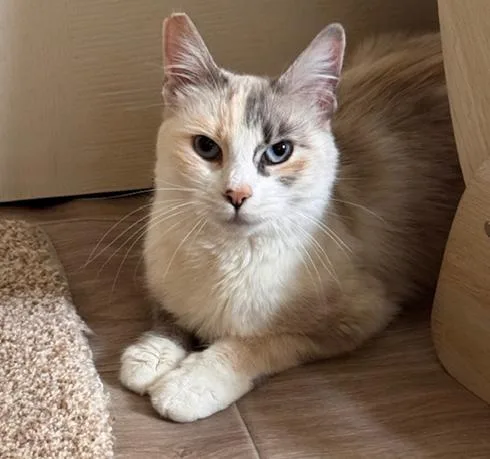 A young medium-sized female Ragdoll cat named Sophie for adoption in Davis, CA
