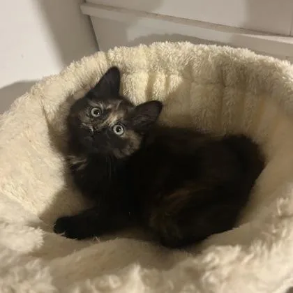 A baby small-sized female Domestic Long Hair cat named Granite for adoption in Janesville, WI