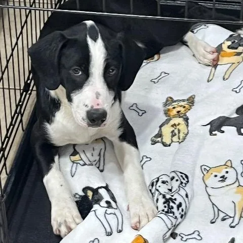A baby medium-sized female Labrador Retriever dog named Bliss for adoption in Chelmsford, MA