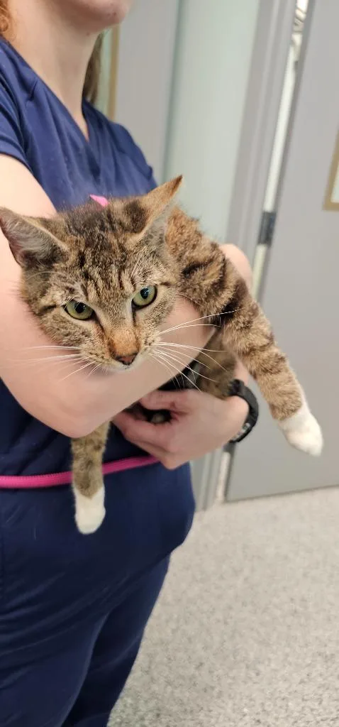 A baby small-sized female Domestic Short Hair cat named Bk for adoption in Athens, TN