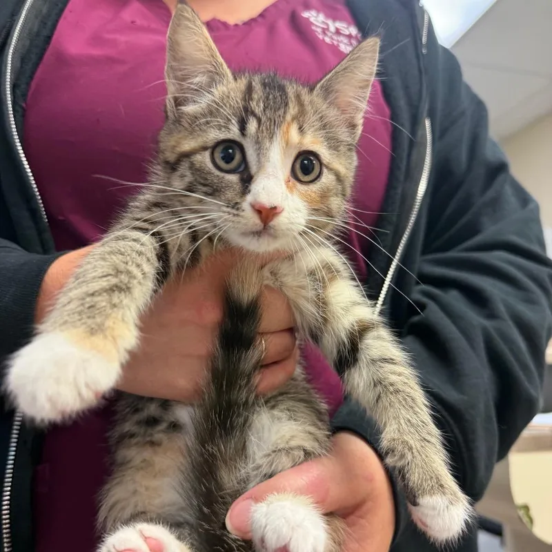 A baby small-sized female Domestic Medium Hair cat named Dolly for adoption in York, PA