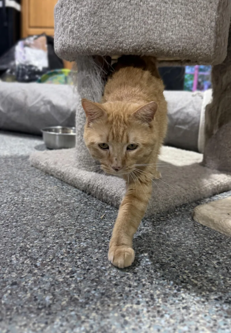 A young medium-sized male Orange / Red Domestic Short Hair cat named Butters for adoption