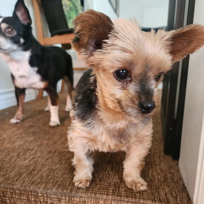 A senior small-sized female Yorkshire Terrier dog named Princess for adoption in Thousand Oaks, CA