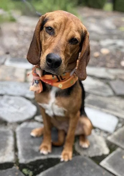 An adult medium-sized male Hound dog named J. Boomhauer for adoption in Midland, VA