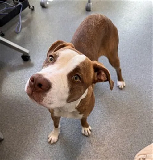 A young large-sized female Pit Bull Terrier dog named Wavey for adoption in Toledo, OH