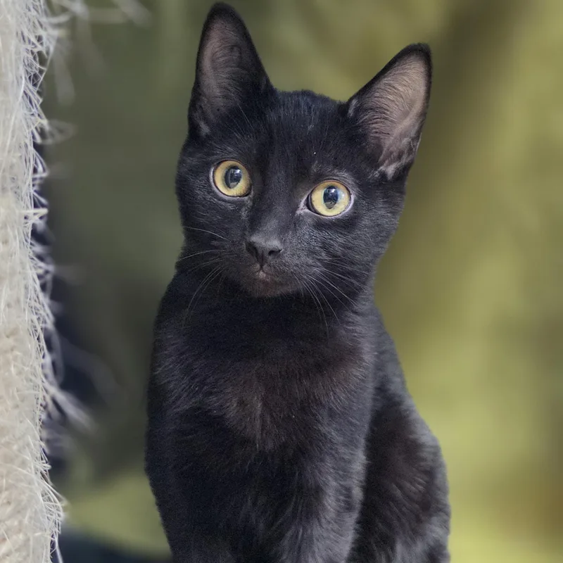 A baby medium-sized male Black Domestic Short Hair cat named Nebula for adoption in Lowell, AR