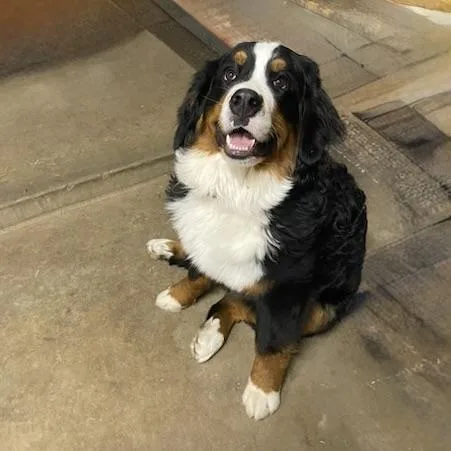 An adult large-sized female Tricolor (Brown, Black, & White) Bernese Mountain Dog dog named Fenway for adoption in Aspen, CO