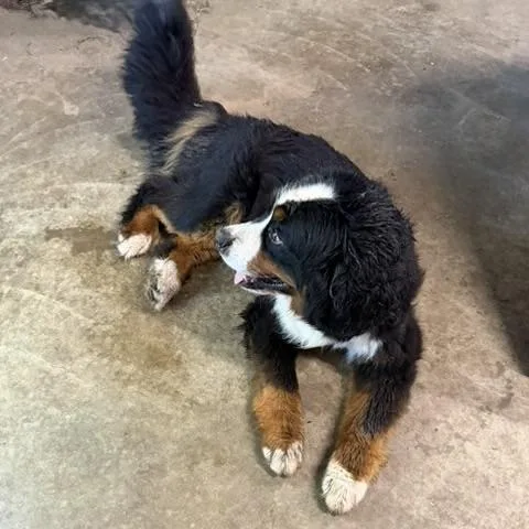Fenway thumbnail 3