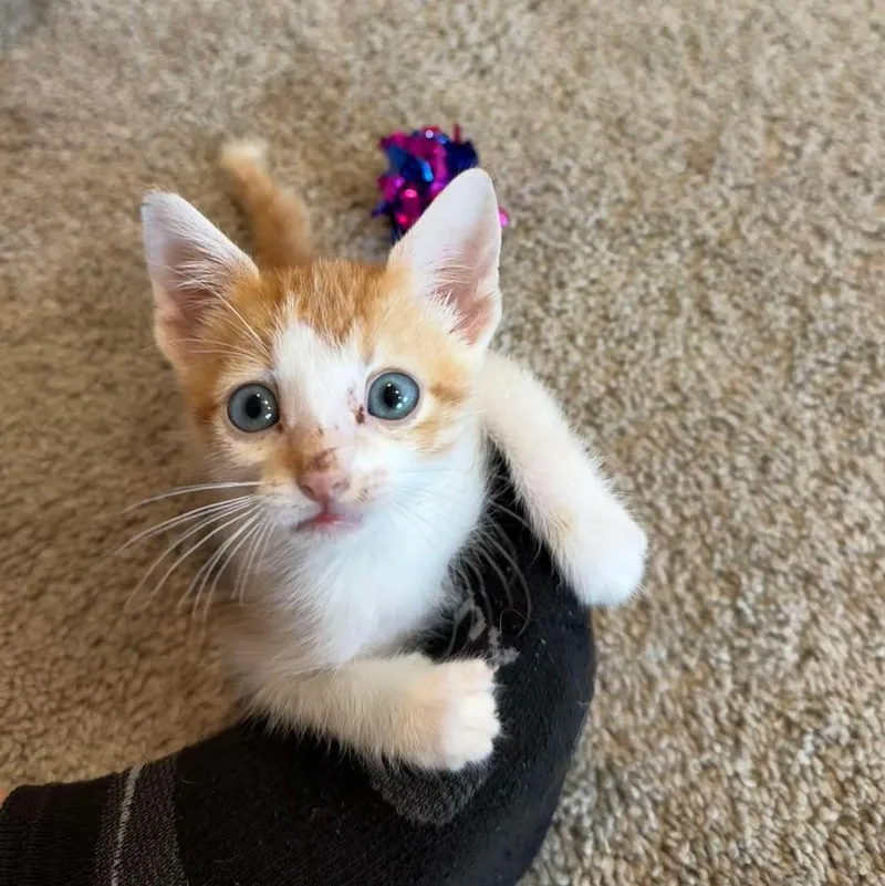 A baby small-sized male Orange & White Domestic Short Hair cat named Meowth for adoption in Shawnee, OK