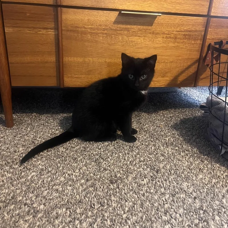 A baby small-sized male Black Domestic Short Hair cat named Rumble for adoption in Henderson, KY