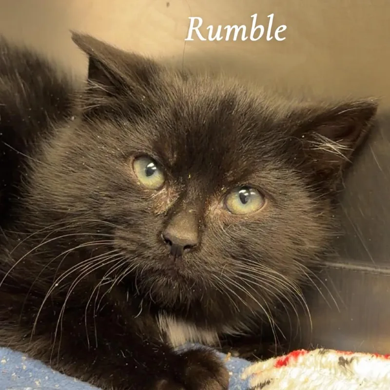 Rumble thumbnail 2
