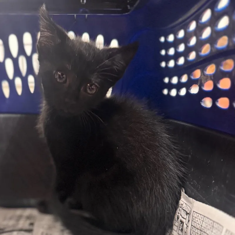 A baby small-sized male Black Domestic Short Hair cat named Donut for adoption in Starkville, MS