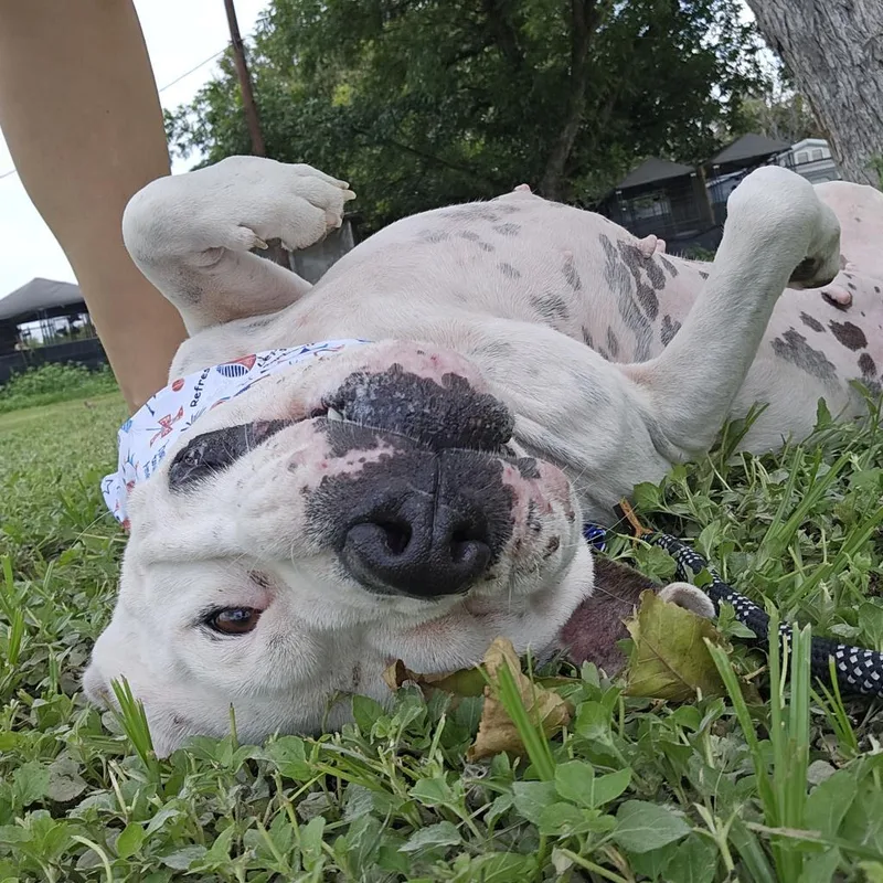 Dawn Jum thumbnail 2