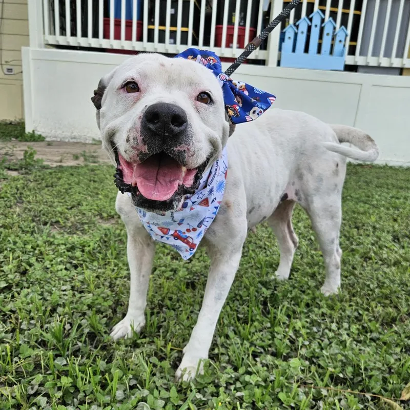 Dawn Jum thumbnail 5