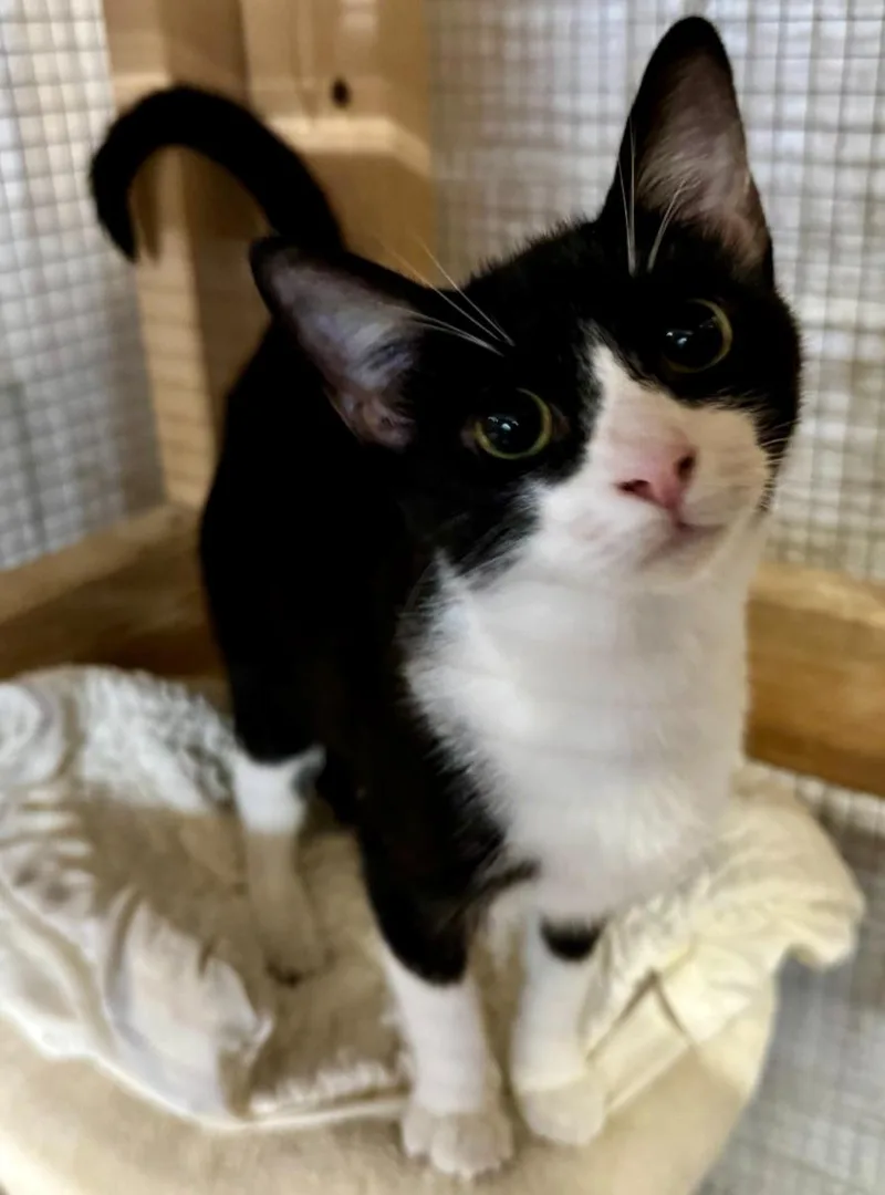 A young medium-sized female Tuxedo cat named Memphis for adoption in Centerville, GA