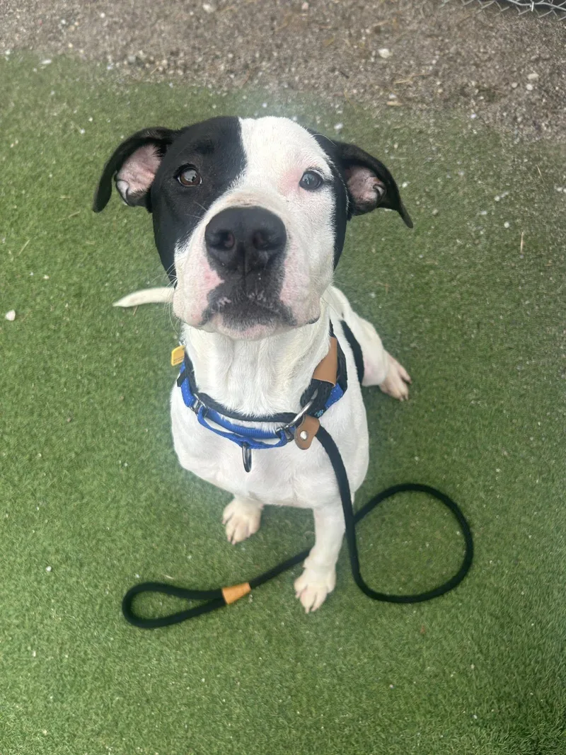 A young medium-sized male White / Cream Pit Bull Terrier dog named Dinger for adoption in Cleveland, OH