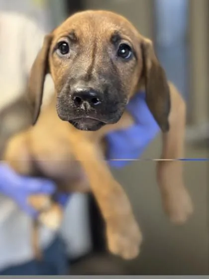 A baby medium-sized female German Shepherd Dog dog named Yvette for adoption in Red Bluff, CA
