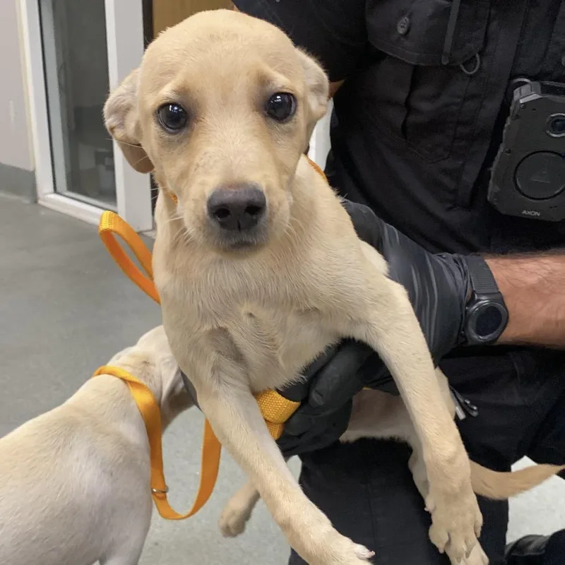 A baby small-sized male Chihuahua dog named Kelce for adoption in Westminster, CA
