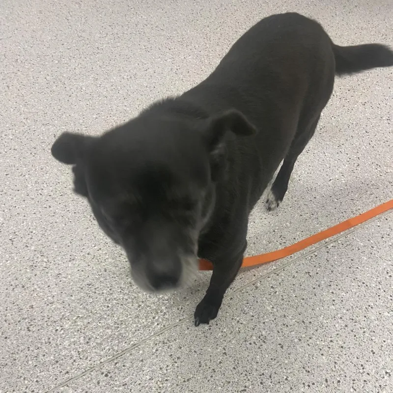 A senior small-sized female Black Chihuahua dog named Millie for adoption in Winston Salem, NC