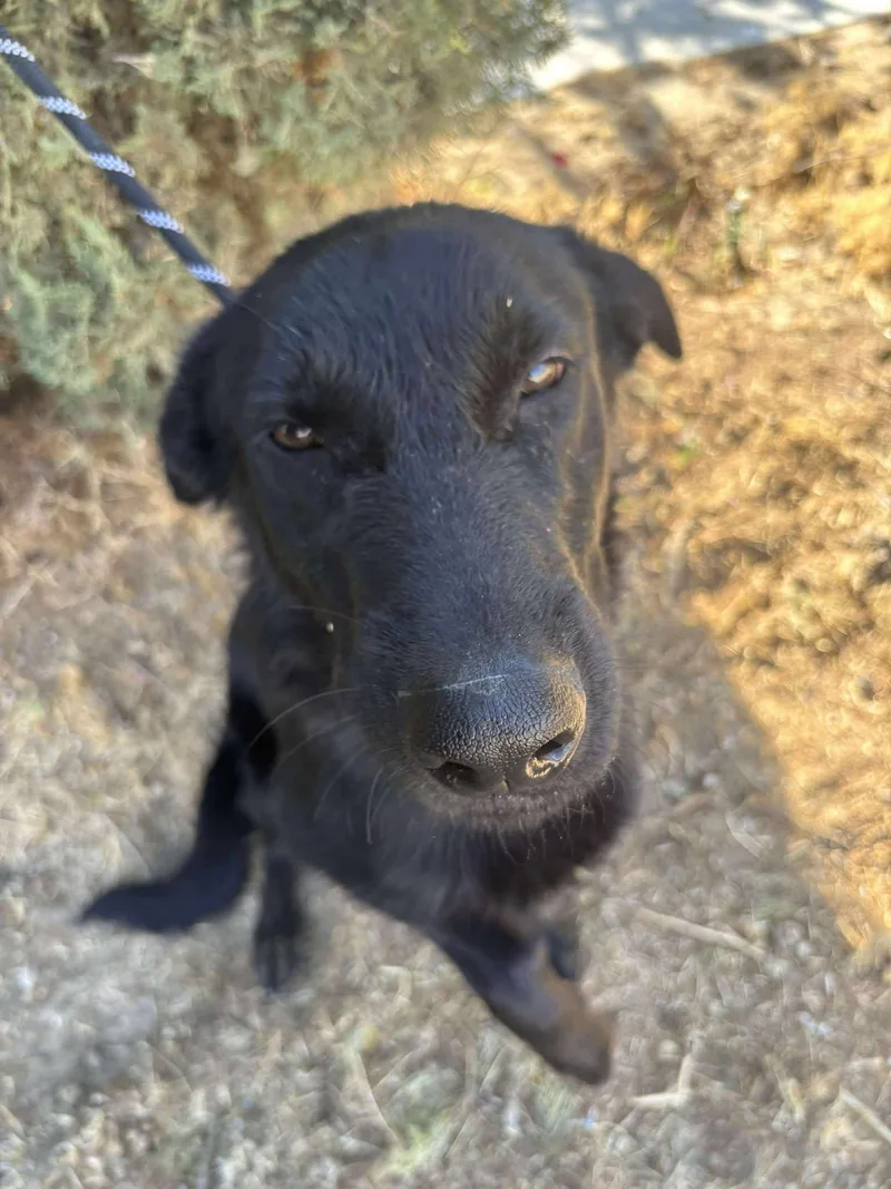 An adult medium-sized male Black Flat-Coated Retriever dog named Goose for adoption in Ventura, CA