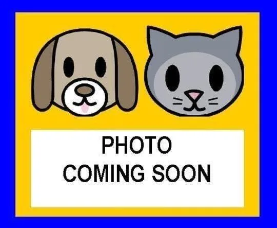 A young small-sized male Domestic Short Hair cat named Maurice for adoption in San Antonio, TX